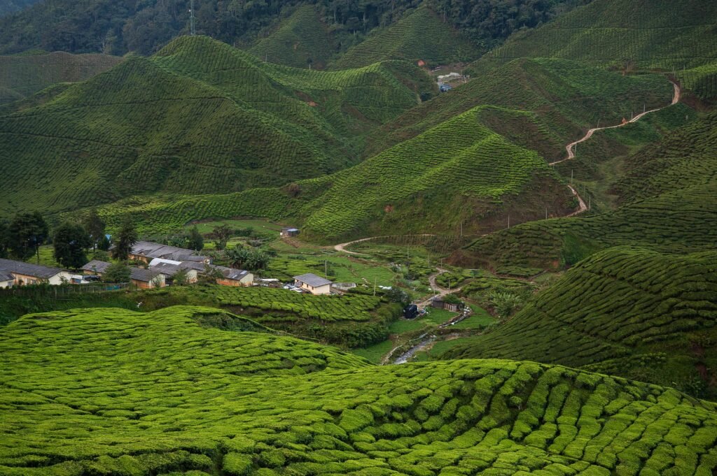 Visiting The Cameron Highlands | Everything You Need to Know